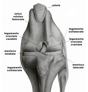 Articolazione del ginocchio e della rotula