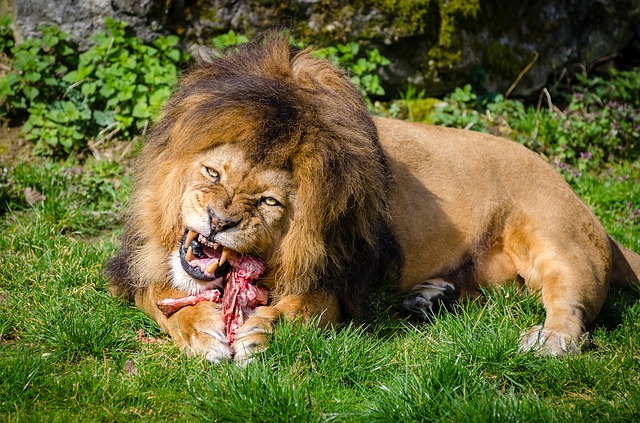 alimentazione leone