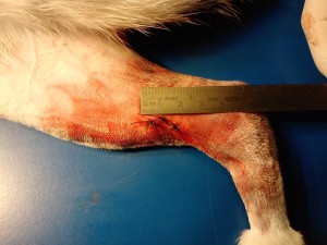 Osteosintesi frattura tibia gatto in Chirurgia MIAS