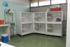 Clinica Veterinaria S. Eusebio degenza cat friendly