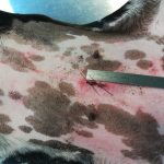 ovario-isterectomia cane taglia grande