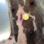 ovario-isterectomia cane taglia piccola