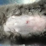ovario-isterectomia gatta