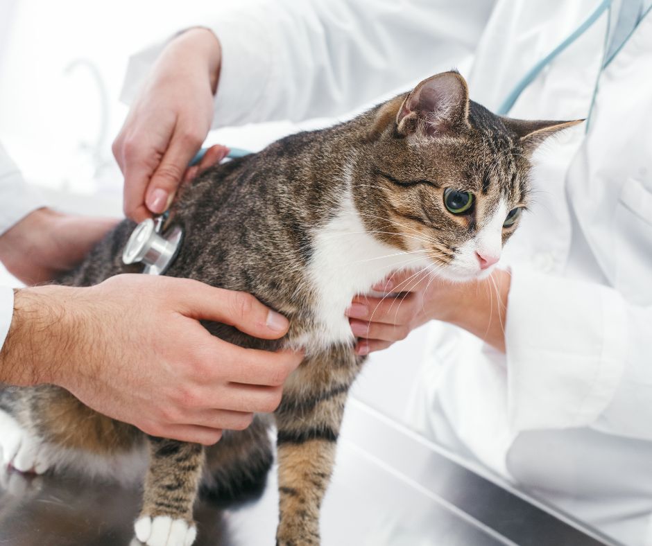 la diagnosi di toxoplasmosi nel gatto